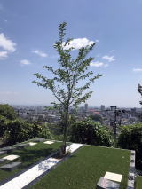 #樹木葬 #桜葬 #そら #永代供養 #宝塚 #西宮 #芦屋 #伊丹 #川西 #尼崎