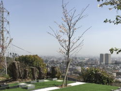 #樹木葬 #桜葬 #そら #永代供養 #宝塚 #西宮 #芦屋 #伊丹 #川西 #尼崎