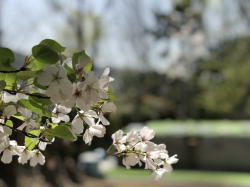 #樹木葬 #桜葬 #そら #永代供養 #宝塚 #西宮 #芦屋 #伊丹 #川西 #尼崎